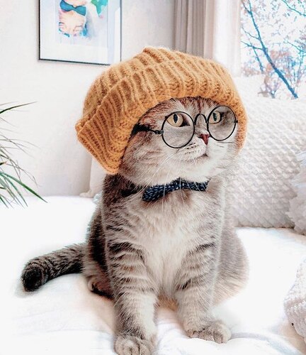 grey tabby cat wearing an orange knitted touque and black round spectacles