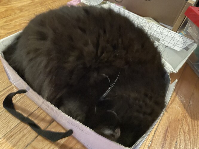 a shoe box with a tuxedo cat in it. Only the fur of the cat can be seen as his head is tucked in
