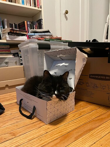 A medium-longhaired tuxedo cat lying in a small shoebox. The shoebox lid is open and his head is peeking out of the box.