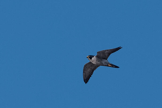 Peregrine Falcon in flight