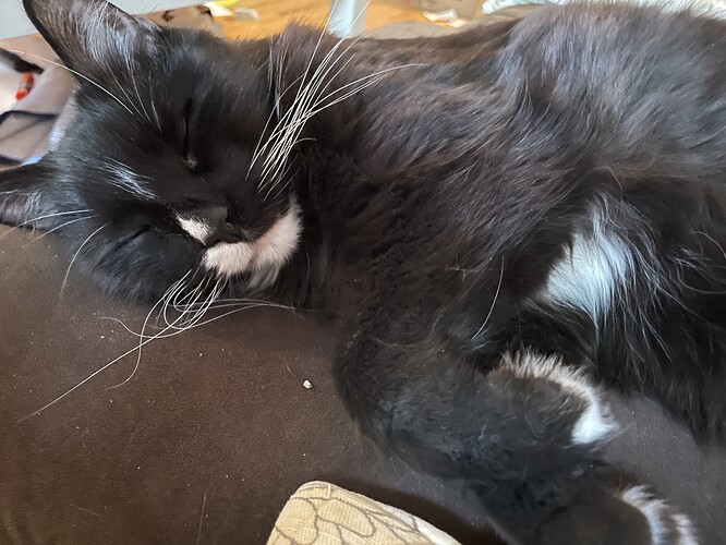 sleeping tuxedo cat