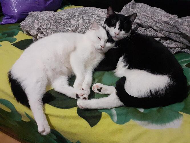 Freddy + Bella 2