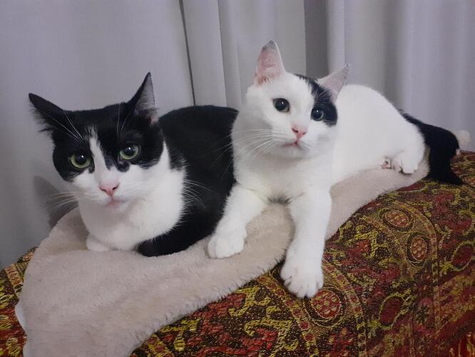 Freddy + Bella