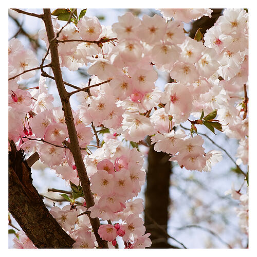 cherry blossoms by Jason Kogler