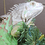 iguanaDitty