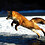Twilit_Fox